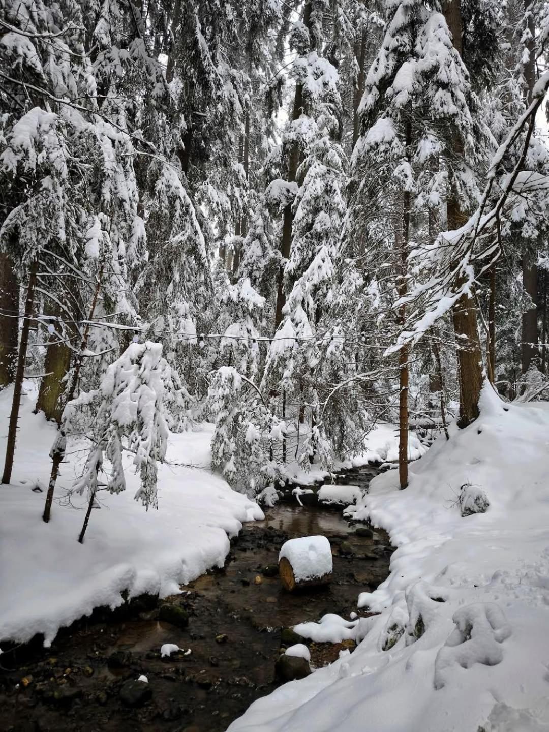 Mountain Studio Asp E63 Borovets Gardens エクステリア 写真